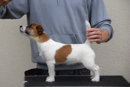 Jack Russell Terrier - Gold Leash Quantum Quinn