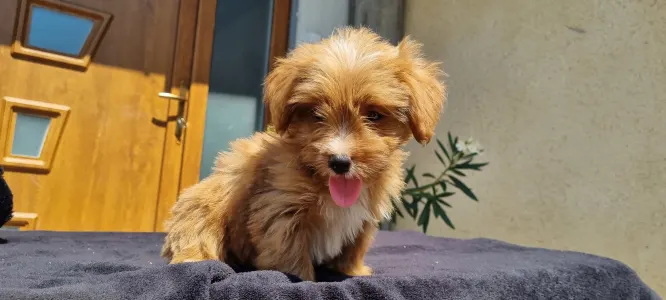 Maltipoo - Mangó