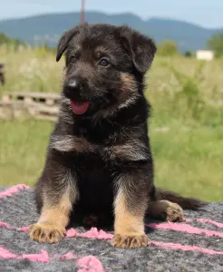 German Shepherd Dog - Venom