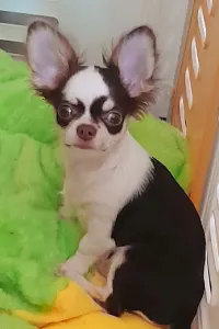 Chihuahua - Mary,,s"diamond Démon