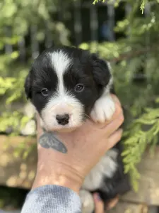 Border Collie - Brooklyn
