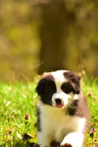 Border Collie - Gingers Heritage Lily Blossom