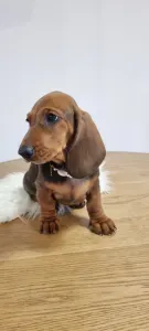 Dachshund - Angelique
