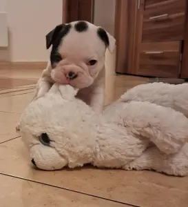 French Bulldog - Hilton From Lilis Breed