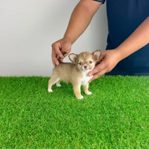 Chihuahua - Kwai