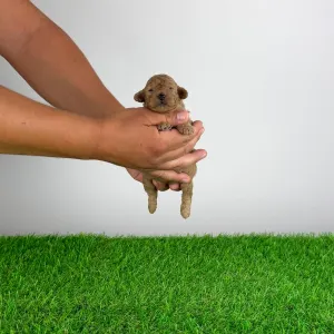 Pudel miniaturowy - Bunny