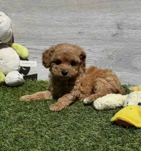 Cavapoo - Ellie