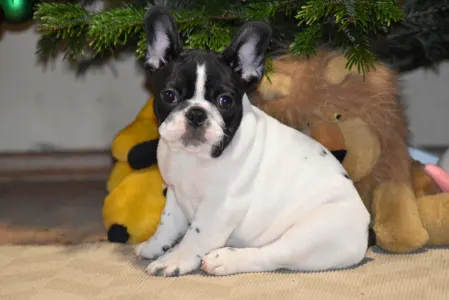 Bouledogue français - Neptuno