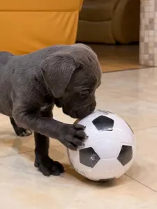 Cane Corso - Tommyboy