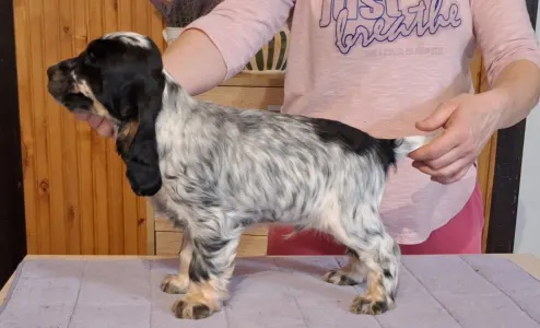 Angol Cocker spániel - Smart Cocker The Willpower