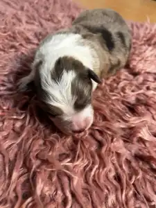Border Collie - Sable Merle Kan