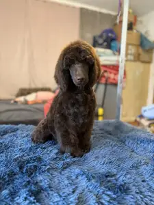 Poodle Standard - Brown Male