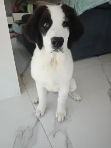Landseer - Aiko