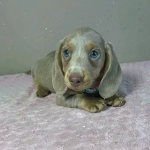 Dachshund - Parker