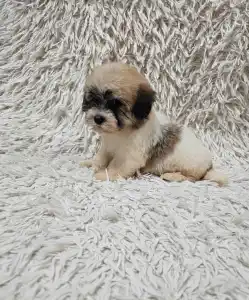 Havanese - Molly