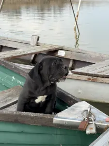 Cane Corso - Sarah