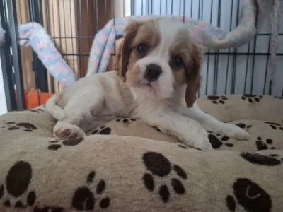 Cavalier King Charles Spaniel - Kókusz