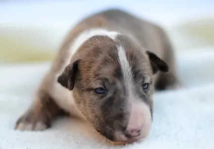 Миниатюрный бультерьер - Jake