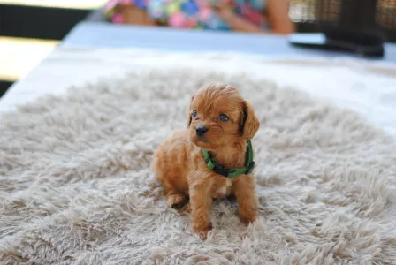 Cavapoo - Bobi