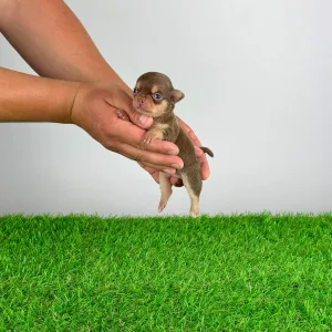 Chihuahua - Gaby