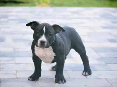 American Bully - Pocket - Bagira