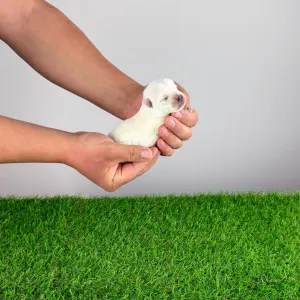 West Highland White Terrier - Kisses