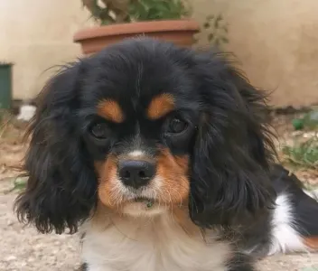 Cavalier King Charles Spaniel - Jadie