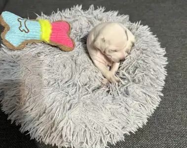 Italian Greyhound - Yolanda