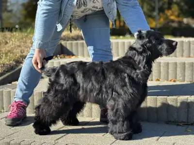 Englischer Cocker Spaniel - Jack