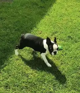 Boston Terrier - Lara