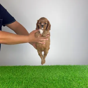 Cavalier King Charles Spaniel - Wimpie
