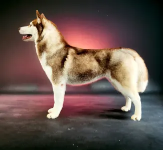 Szibériai husky - Polar Moonlights