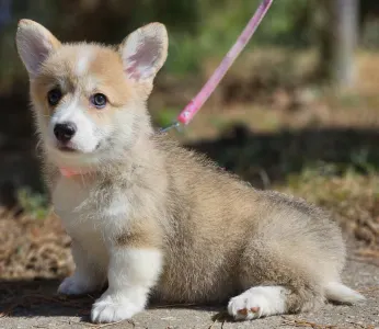 Pembroke Welsh Corgi - Nina
