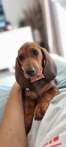 Dachshund - Angelique
