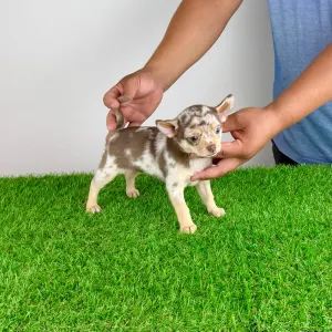 Chihuahua - Flora