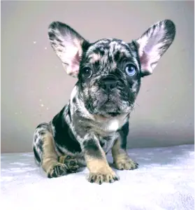 French Bulldog - Daisy
