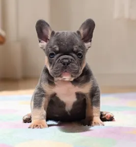 Francia bulldog - Ronny