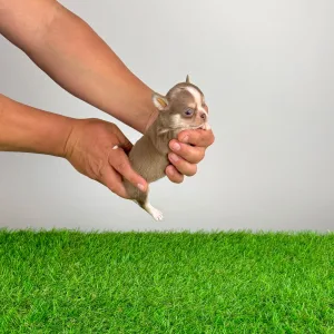 Чихуахуа - Chanel