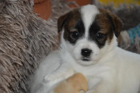 Jack Russell Terrier - Aicha