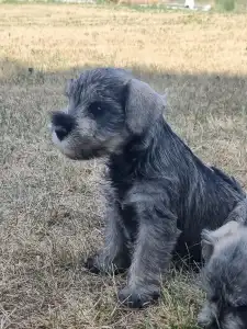 Törpe schnauzer - J Male3