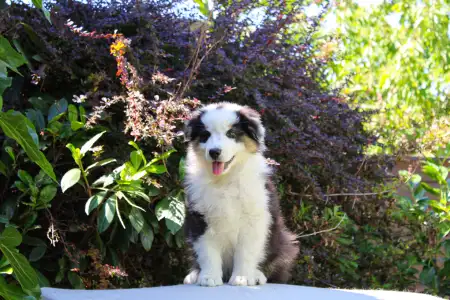 Australian Shepherd - Gladstone Aussies Killing It