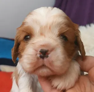 Cavalier King Čarles Španiel - Hanga