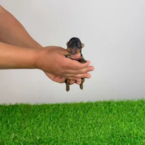 Yorkshire Terrier - Wendy