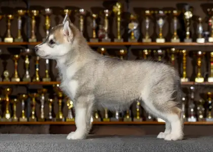 Szibériai husky - Purple