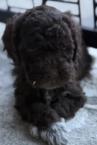 Lagotto Romagnolo - Áfonya