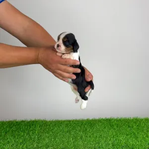 Cavalier King Charles Spaniel - Mirjam