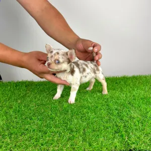Chihuahua - Chocolatta