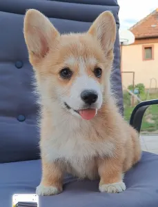 Corgi galez Pembroke - Charlotte