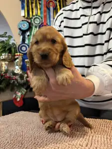 Angol Cocker spániel - Glória