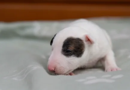 Miniatűr bullterrier - Lucas